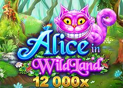 MGAliceInWildland