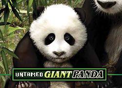 MGUntamedGiantPanda