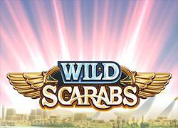 MGWildScarabs