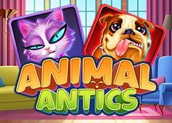RGAnimalAntics